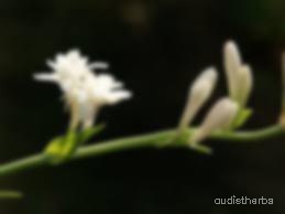augmented_Polianthes tuberosa flower6_blurred.jpeg